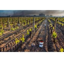 The 2021 Frost Could Impact Harvest, Distribution and What You Pay for French Wine